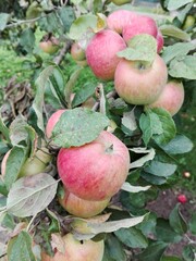 Branch with red apples, autumn