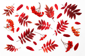 Rowan tree leaves and berries on white background. Bright red leaf foliage isolated. Autumn pattern. Top view flat lay. Rowanberry flatly. Fall wild plants vivid design. Bright orange berries bunch. 