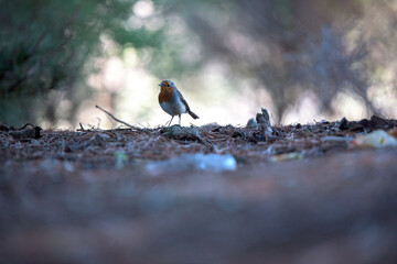 Pequeño pájaro decidido a buscar agua y comida en la cumbre de Gran Canaria, España