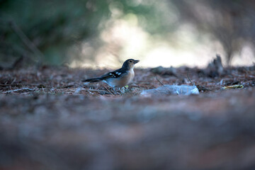 Pequeño pájaro decidido a buscar agua y comida en la cumbre de Gran Canaria, España