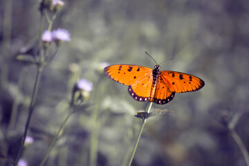 butterfly on a flower