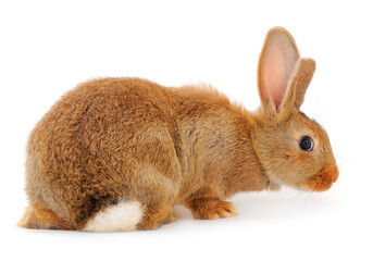 Brown rabbit isolated.