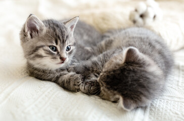 Cute tabby kittens playing sleeping together. Pretty Baby cats in love in Valentine's Day. Kids animal cat and cozy home concept. Home pets. Animal care.