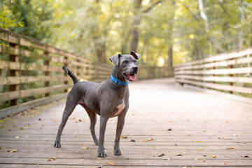 Gray pit mix dog at a wooded park on wood boardwalk 
