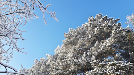 branches of winter firs and pines in hoarfrost against a background of blue sky