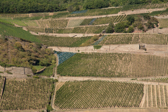 weinberge bei r&uuml;desheim am rhein