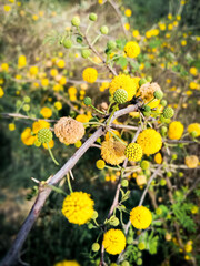 yellow flowers in the garden