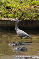 A great blue heron stands on and among alligators in shallow water in Florida, USA