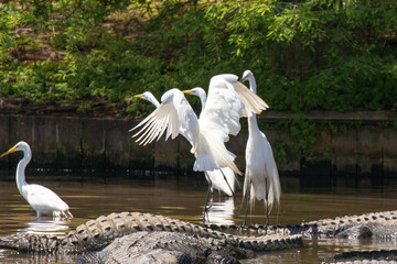 A Great Egret launches in flight after perching on alligators in Florida, USA