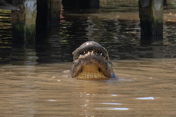 An American alligator rises out of the water showing its underside chin, mouth, and lower teeth, in Florida, USA