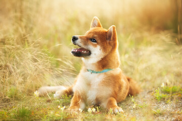 Adorable red shiba inu dog lying in the meadow at sunset. Japanese puppy