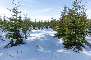 Beautiful winter landscape in the sunshine with young conifers