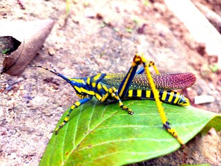 grasshopper sitting on a leaf