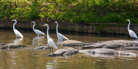 Reflected in shallow water, Great Egrets stand on and among alligators in Florida, USA