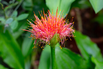 Close up of a blood lily, also called Scadoxus multiflorus or blutblume