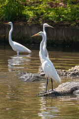 Great Egrets, reflected in shallow water, stand on alligators in Florida, USA