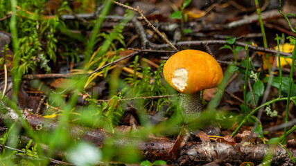 small aspen mushroom on the sand macro photography soft focus