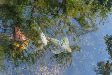 Top view three beautiful koi fishes swimming at clear pond in botanic garden near Dallas, Texas, USA