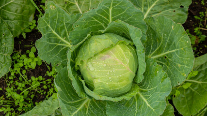 a large head of cabbage in the garden with dew drops