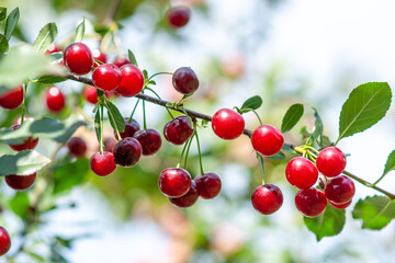 Felt cherry branch with ripe berries in Sunny weather