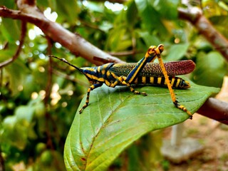 grasshopper on a leaf