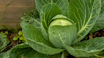 Fototapeta na wymiar a large head of cabbage in the garden with dew drops