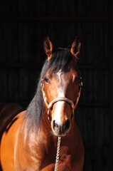 American Quarter Horse Hengst