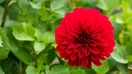 pink Dahlia flower close up on a green background