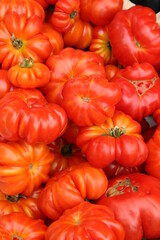 Close up of Red santorini tomatoes from the market