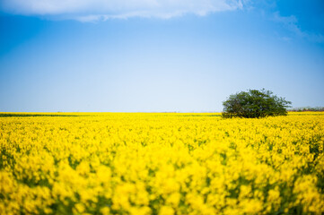 Fototapeta premium Yellow rapeseed field with a lone tree