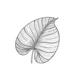 Tropical plant philodendron  leaf .Line art hand drawn set.