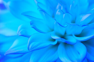 Abstract blue floral background. Dahlia petals close up. Macro. Blurred image, soft focus. Close-up.