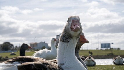 geese resting on the lake © Maxo