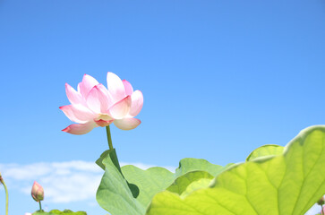 栃木県真岡市堀内　ハスの花
