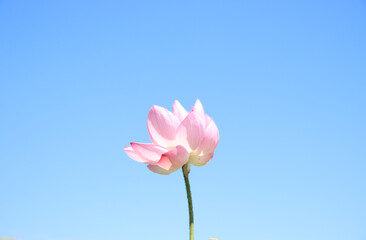 栃木県真岡市堀内　ハスの花