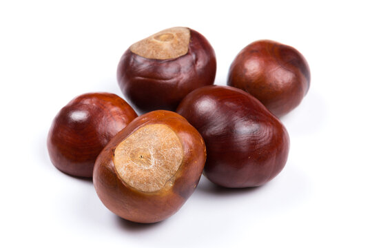 Autumn - Fresh chestnut fruits, Castanea, Horse-chestnut (Aesculus hippocastanum), close up