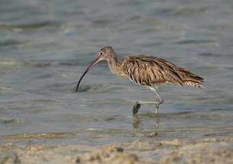 Closeup of a Eurasian curlew at Busiateen coast, Bahrain