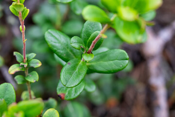 green medicinal lingonberry leaves in summer that are good for your health
