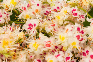Horse-chestnut (Aesculus hippocastanum, Conker tree) flowers and leaf on  white background