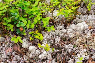 green moss on the ground