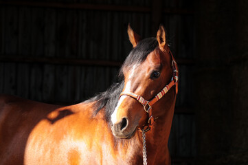 American Quarter Horse Hengst