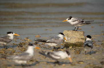 Greater Crested Terns at Busaiteen coast with a juvenile on the boulder, Bahrain