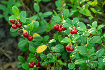 Natural forest berry lingonberry with a Bush in the forest in summer
