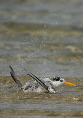 Greater Crested Tern bathing at Busaiteen coast, Bahrain