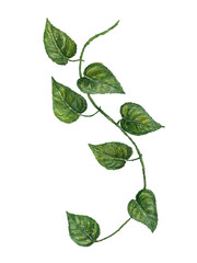 Liana branch with green leaves painted by watercolor on a white background. Watercolor illustration of a branch with grape leaves.

