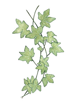 Liana branch with green leaves painted by watercolor on a white background. Watercolor illustration of a branch with grape leaves for wedding invitation.