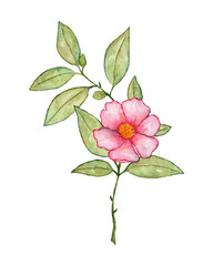 Pink flower on a stem with green leaves watercolor painted on a white background. Hand drawn pink flower illustration with green leaves.