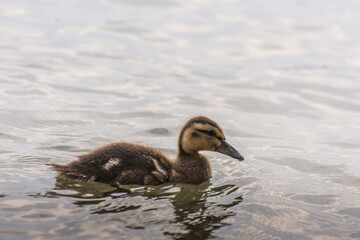 little baby duck swims in a lake in the summer