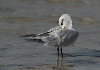 Gull-billed tern preening at Busaieen coast, Bahrain
