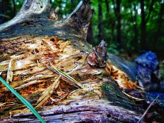 grilled fish on the grill © Marcin